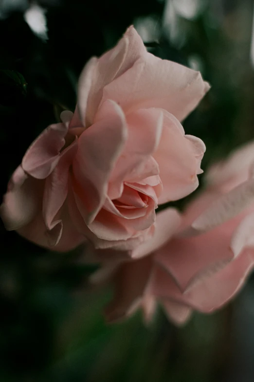 a close up of a pink rose in a vase