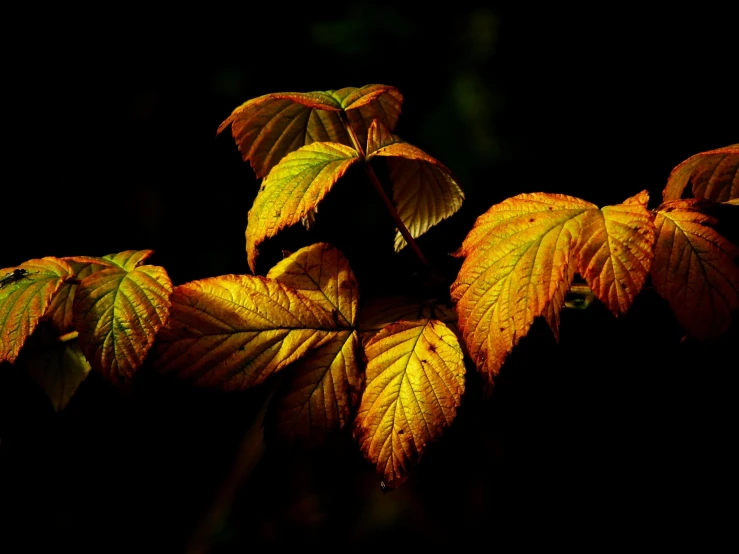 the leaves of a tree are glowing in the dark, a macro photograph, unsplash, art photography, yellows and reddish black, poison ivy, nothofagus, deep colours. ”