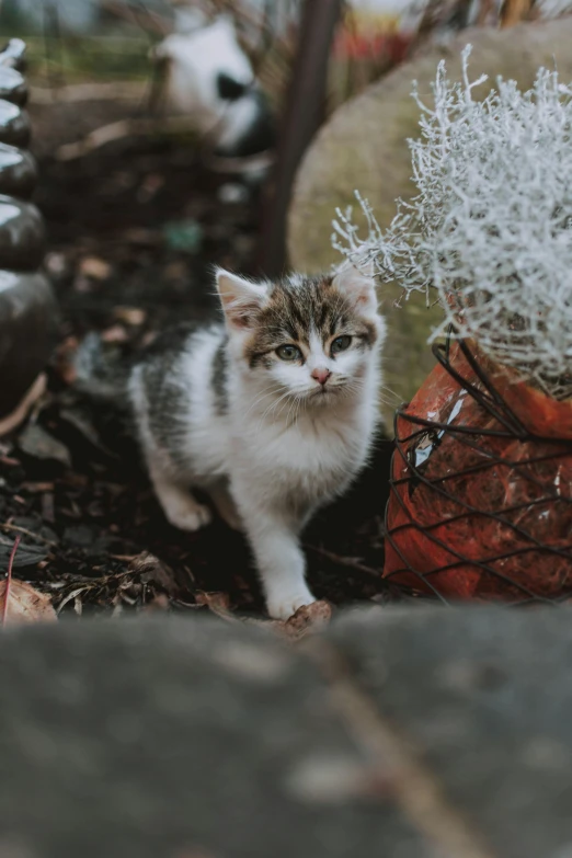 a cat standing next to a cactus plant, a picture, pexels contest winner, walking towards the camera, litter, portrait of a kitten, gif