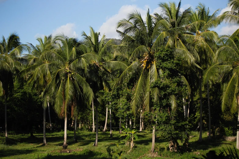 a herd of cattle grazing on top of a lush green field, unsplash, sumatraism, coconut palms, avatar image