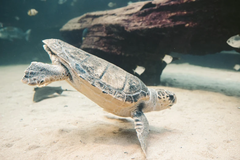 a close up of a turtle swimming in an aquarium, pexels contest winner, hurufiyya, covered in sand, standing sideways, australian, 90's photo