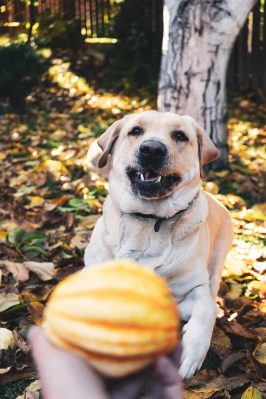 a person holding a doughnut in front of a dog, pexels contest winner, renaissance, pumpkins, labrador, holding a ball, 15081959 21121991 01012000 4k