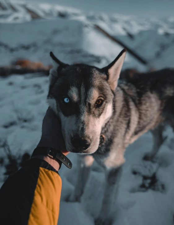 a person petting a husky dog in the snow, pexels contest winner, photorealism, he has yellow wolf eyes, blue glowing eyes, transparent background, innocent look