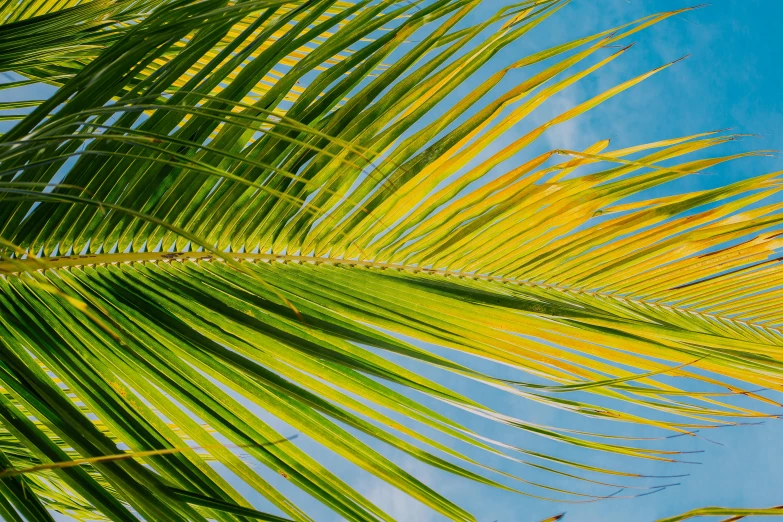 the leaves of a palm tree against a blue sky, pexels, hurufiyya, green and yellow tones, mobile wallpaper, coconuts, 4 k vertical wallpaper