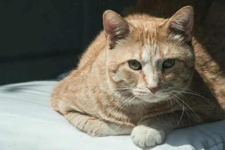 an orange cat laying on top of a white pillow, a portrait, unsplash, in a sun lounger, male emaciated, looking serious, getty images