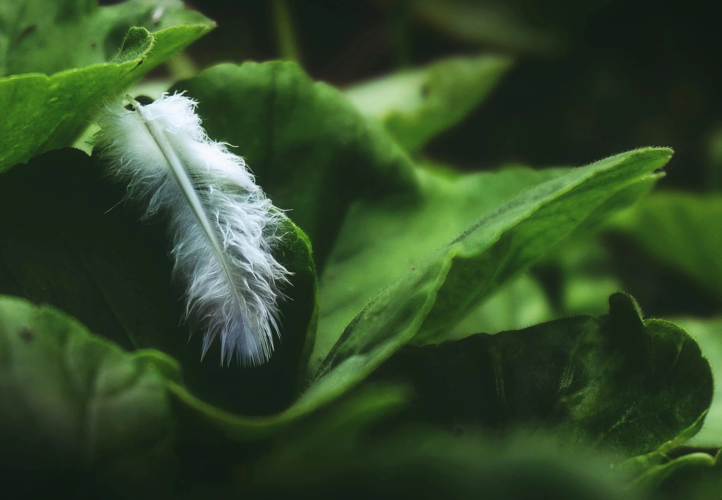 a white feather sitting on top of a green leaf, by Elsa Bleda, pexels contest winner, hurufiyya, fluffy body, angelic, vegetable foliage, shot on sony a 7