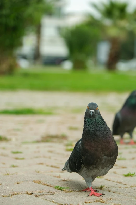 a couple of birds that are standing in the dirt, at a park, facing the camera, sidewalk, seagulls