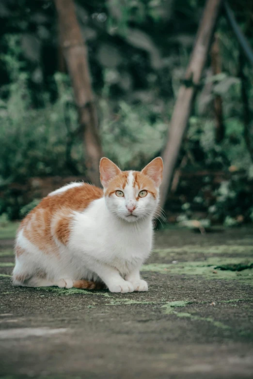 an orange and white cat sitting on the ground, by Basuki Abdullah, maus in forest, avatar image