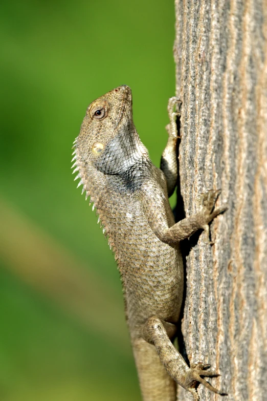 a lizard is climbing up the side of a tree, trending on pexels, renaissance, large horned tail, panels, sri lanka, ::