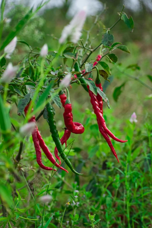 a bunch of red chili peppers hanging from a plant, lush surroundings, scorpion tail, long chin, large tall