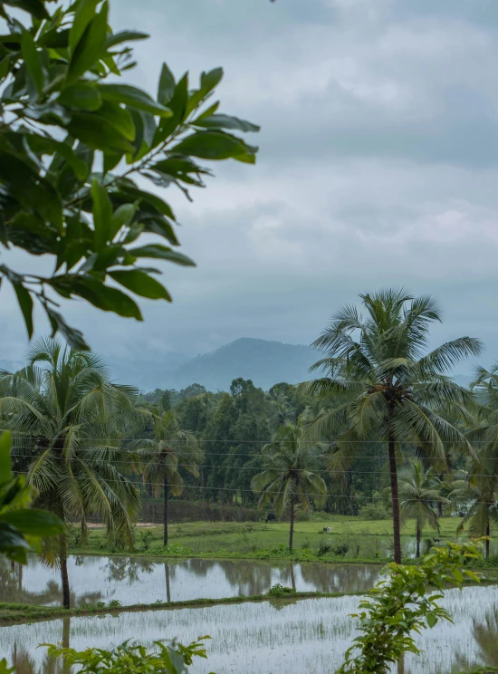 a large body of water surrounded by trees, inspired by Sunil Das, sumatraism, lush farm lands, grand majestic mountains, palm trees in the background, gloomy skies