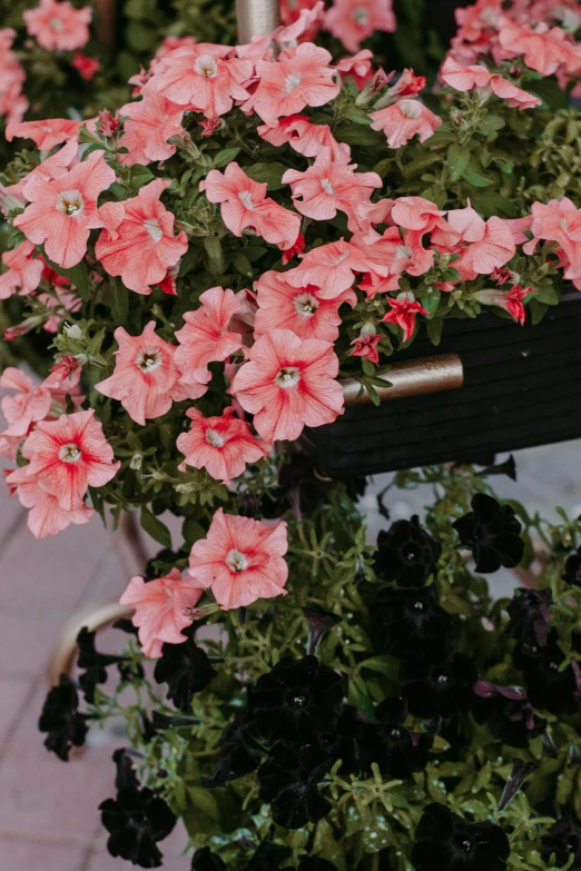 a red fire hydrant sitting next to a bunch of pink flowers, a colorized photo, unsplash, with black vines, floral bling, balcony, top down view