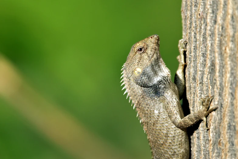 a close up of a lizard on a tree trunk, by Adam Marczyński, trending on pexels, sumatraism, large horned tail, panels, grey, 1 male