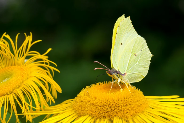 a butterfly sitting on top of a yellow flower, a picture, by Dave Allsop, shutterstock contest winner, brimstone, white, paul barson, slide show