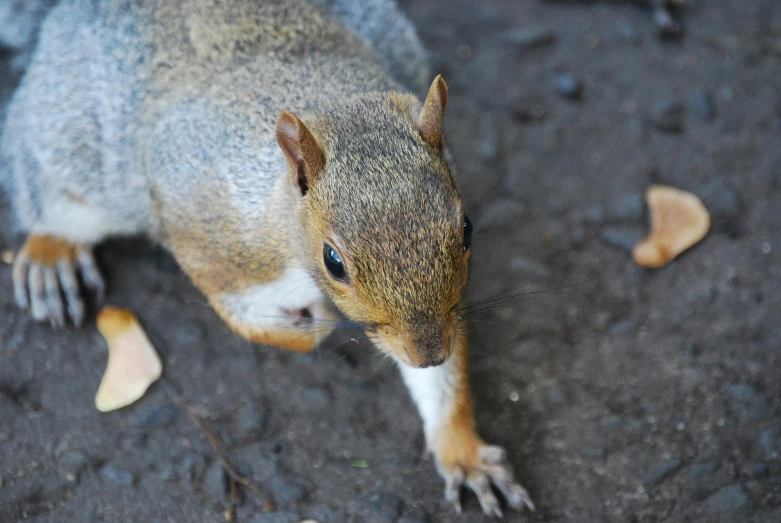 a close up of a squirrel on the ground, pexels contest winner, renaissance, ( ( ( kauai ) ) ), grey, brown, bird's eye view