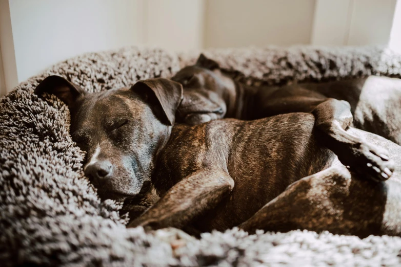 a dog that is laying down in a dog bed, by Emma Andijewska, pexels contest winner, pitbull, curled up under the covers, youtube thumbnail, two dogs