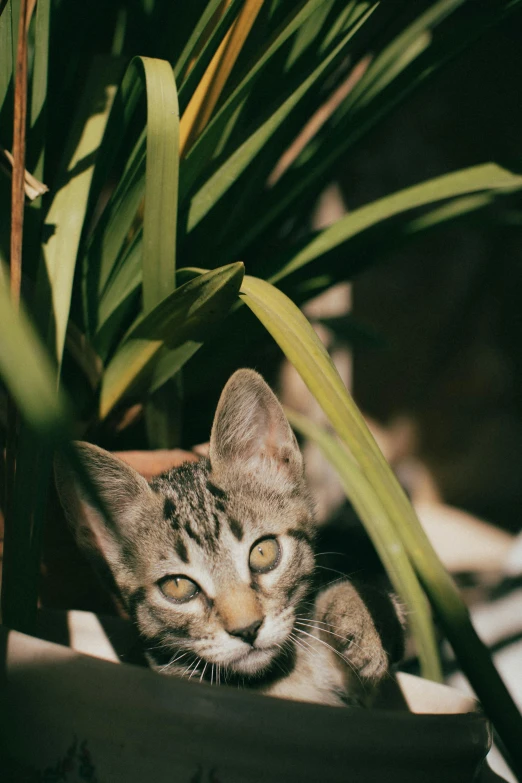 a cat is sitting in a potted plant, unsplash, ilustration, close - up photograph, laying down, lush surroundings