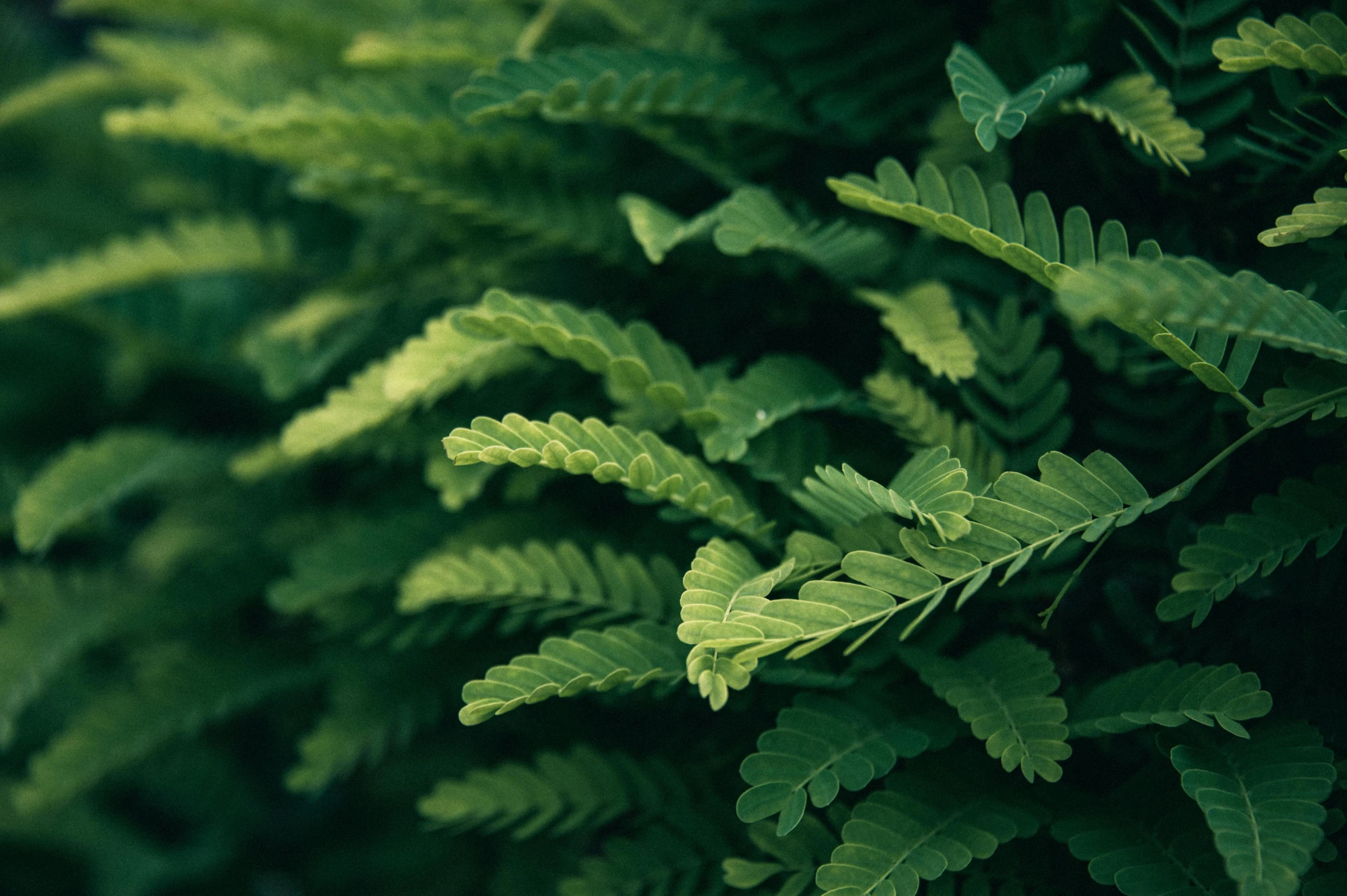 a close up of a plant with green leaves, unsplash, hurufiyya, sweet acacia trees, shot on hasselblad, ferns, alessio albi