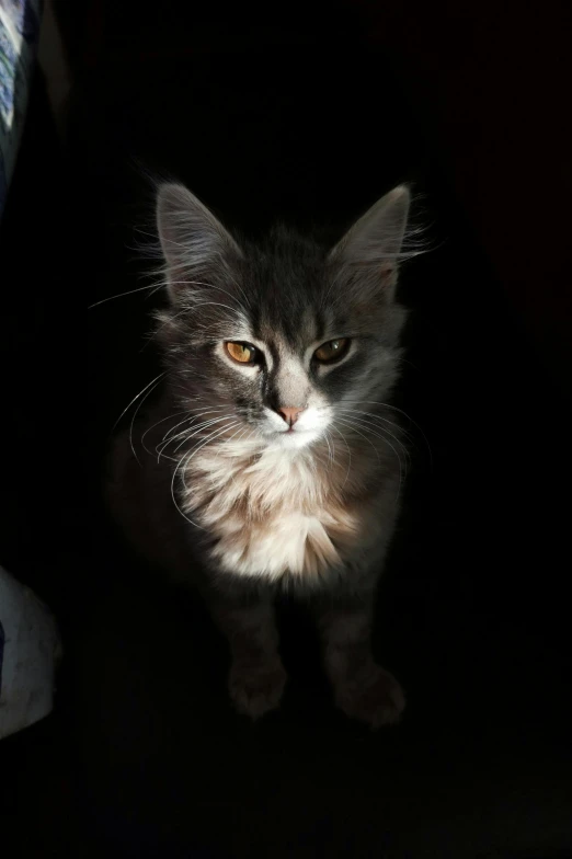 a cat that is sitting in the dark, fluffy ears, she is facing the camera, some dappled light, highly realistic photograph