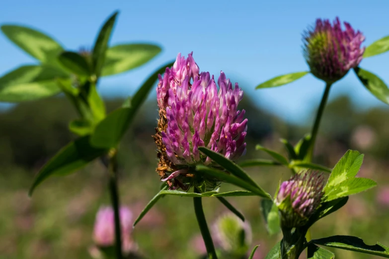 a close up of a flower in a field, by Sven Erixson, unsplash, pink bees, clover, as photograph, skye meaker