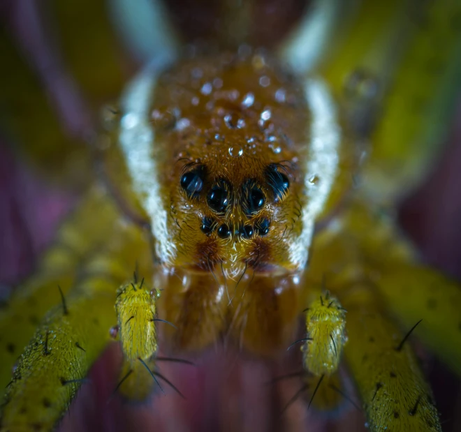 a close up of a spider on a flower, a macro photograph, by Sebastian Spreng, pexels contest winner, hurufiyya, wet reflections in square eyes, fierce expression 4k, his eyes glowing yellow, full frame image