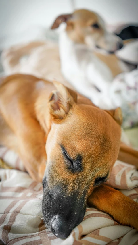 a couple of dogs laying on top of a bed, a pastel, inspired by Elke Vogelsang, pexels, caramel, asleep, low quality photo, closeup photograph