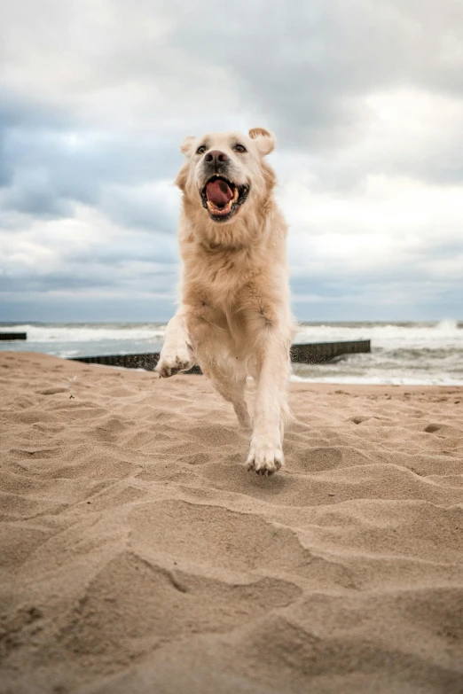 a large white dog standing on top of a sandy beach, by Andries Stock, pexels contest winner, renaissance, jumping for joy, museum quality photo, 15081959 21121991 01012000 4k, close up portrait shot