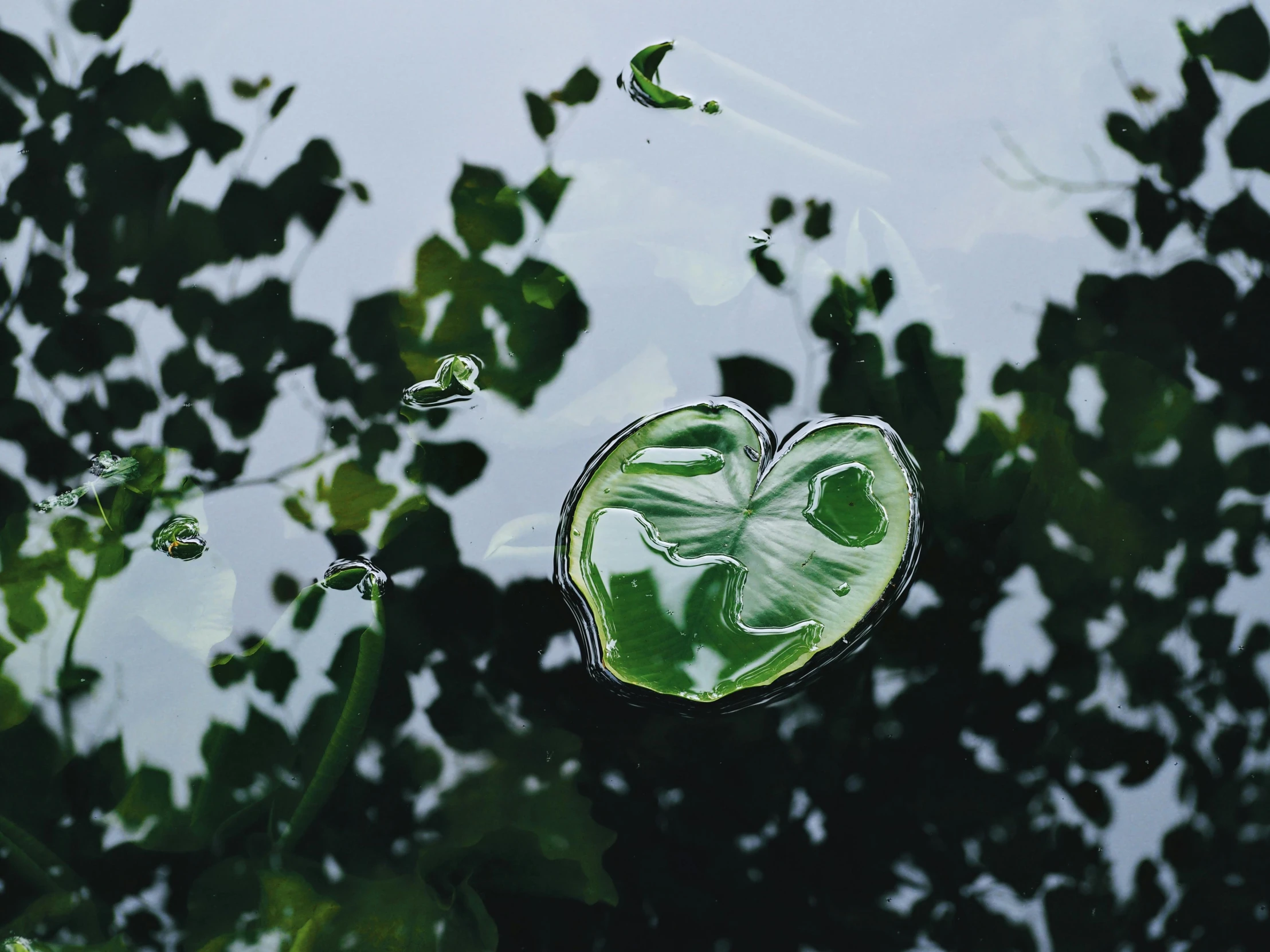 a leaf floating on top of a body of water, trending on pexels, environmental art, glass sculpture of a heart, monstera, on a cloudy day, effervescent