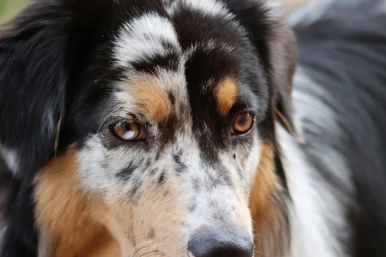 a close up of a dog looking at the camera, manuka, aussie, sad looking eyes, highly polished