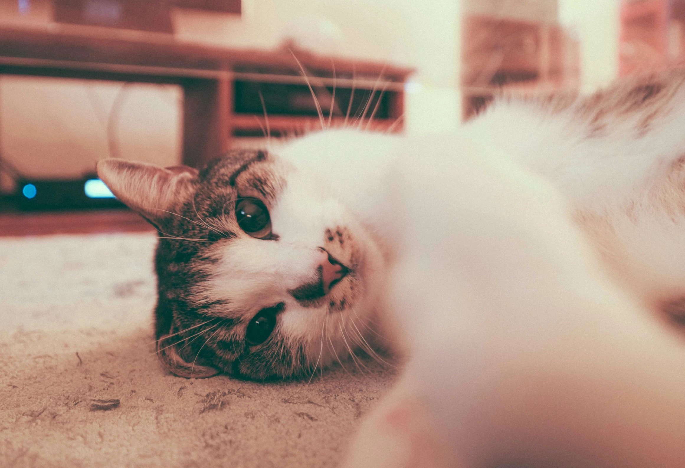 a cat laying on the floor in front of a tv, pexels contest winner, instagram selfie, retro effect, cute face, selfie shot straight on angle