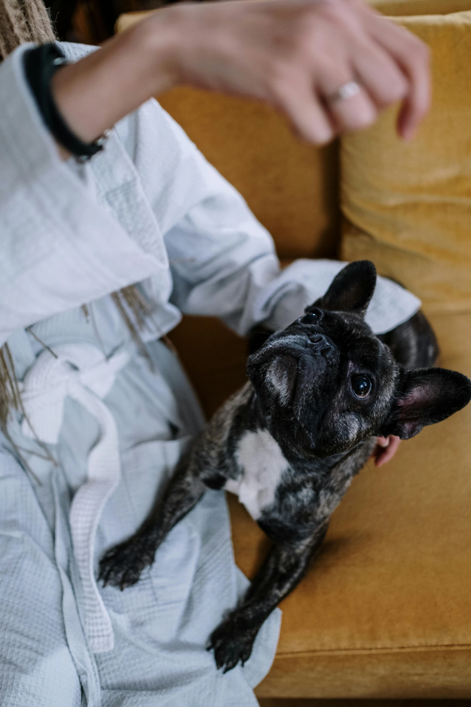 a woman sitting on a couch petting a dog, by Jan Tengnagel, trending on unsplash, dirty linen robes, french bulldog, wearing a track suit, texture detail