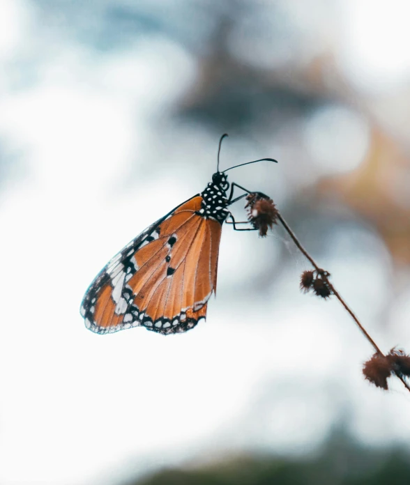 a close up of a butterfly on a plant, unsplash, sitting on a curly branch, multiple stories, full frame image
