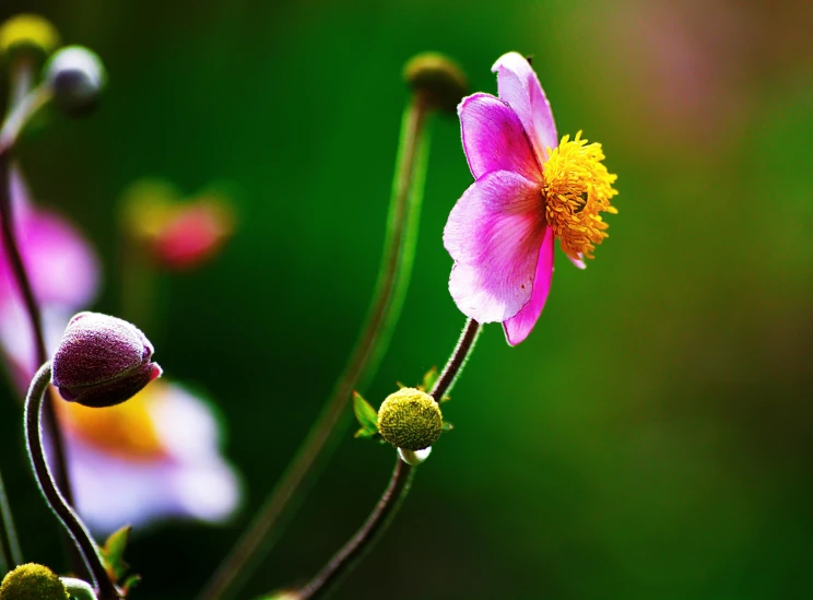 a pink flower sitting on top of a lush green field, a macro photograph, by Leng Mei, minimalism, anemone, pink yellow flowers, sha xi, paul barson