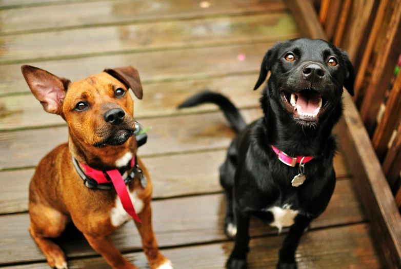 a couple of dogs sitting on top of a wooden deck, a portrait, by Bernie D’Andrea, pixabay, smiling playfully, fangs and drool, adoptables, up close picture