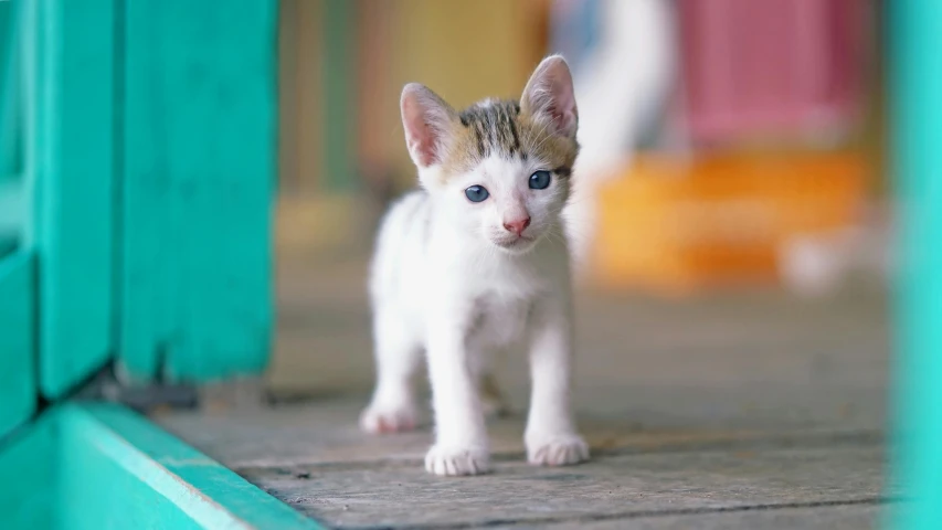 a small kitten standing in front of a green door, a picture, trending on unsplash, heterochromia, on a wooden table, with laser-like focus, pale bluish skin