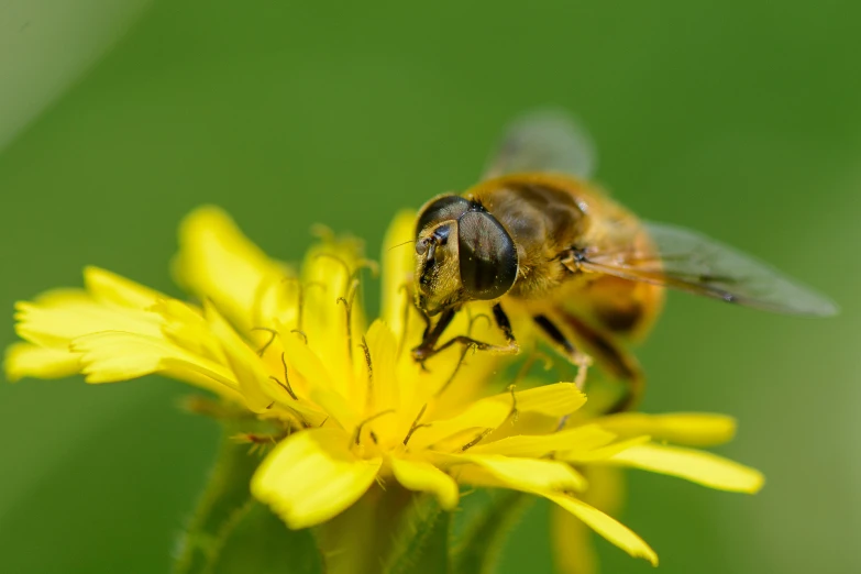 a bee sitting on top of a yellow flower, pexels, hurufiyya, avatar image