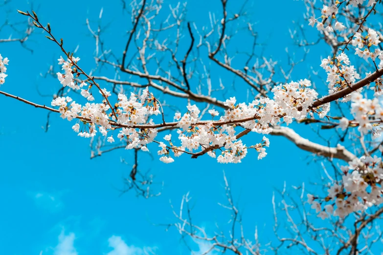 a tree with white flowers against a blue sky, by Niko Henrichon, unsplash, instagram post, promo image, sakura bloomimg, “ iron bark