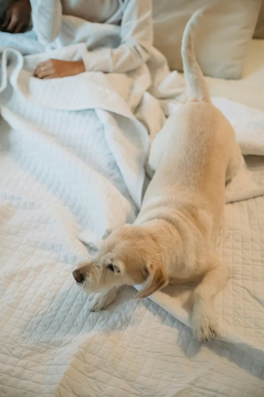 a dog laying on top of a bed next to a person, blanket, clean white lab background, creamy, pregnancy