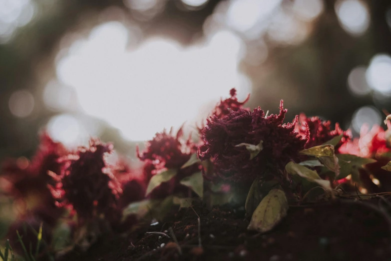 a bunch of red flowers sitting on top of a lush green field, a macro photograph, unsplash, romanticism, maroon mist, dark red, leaves and magic, red dusty soil