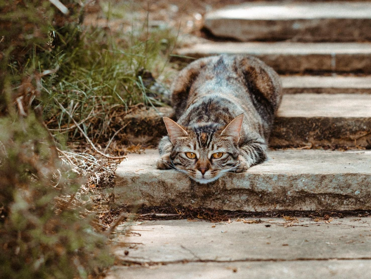 a cat that is laying down on some steps, by Julia Pishtar, pexels contest winner, lush surroundings, hunting, mixed animal, gif