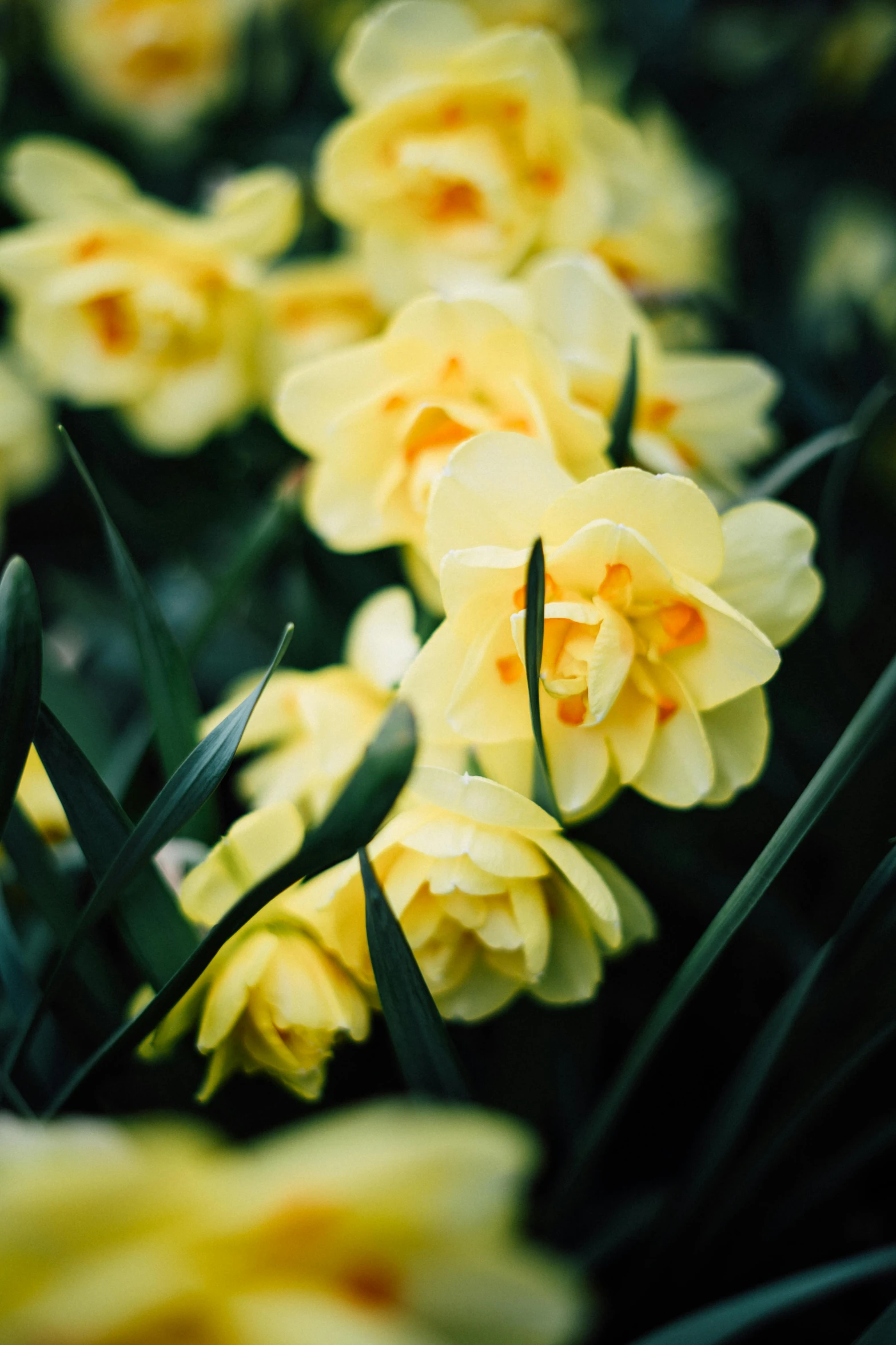 a close up of a bunch of yellow flowers, unsplash, early spring, medium format. soft light, f / 1. 2 5, gardens