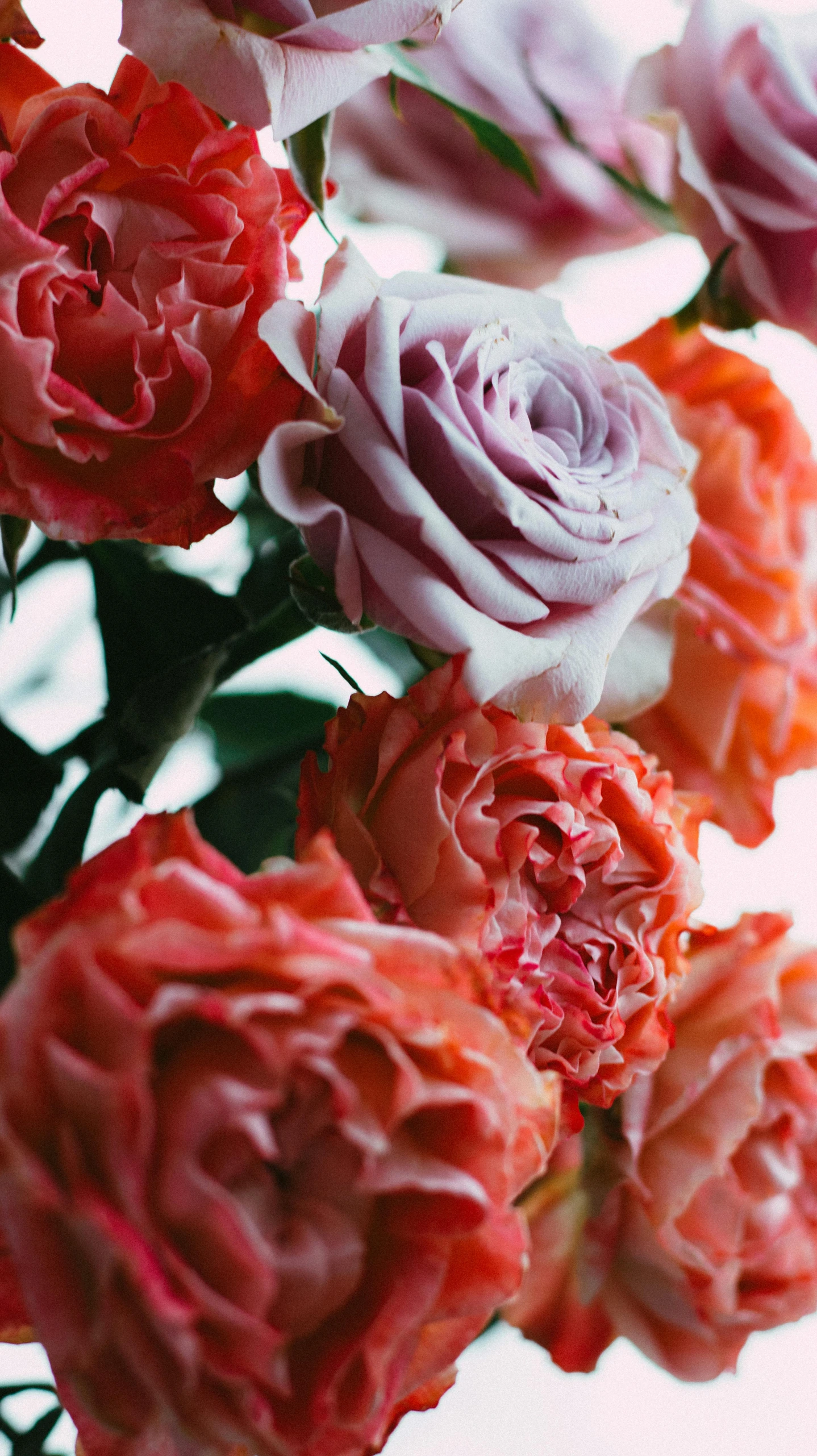 a bunch of pink and red roses in a vase, by Rachel Reckitt, unsplash, orange and purple color scheme, detail shot, slide show, graphic print