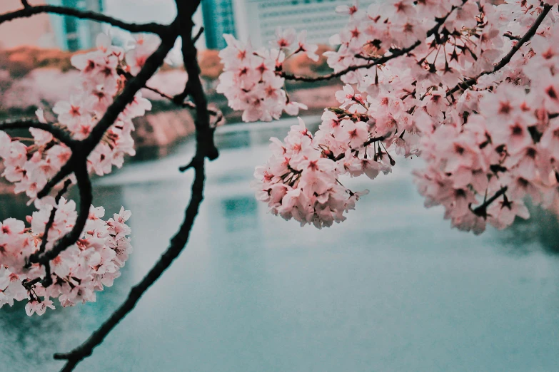 a tree with pink flowers in front of a body of water, a picture, inspired by Elsa Bleda, trending on unsplash, japanese city, 3 are spring, porcelain skin ”, 🌸 🌼 💮