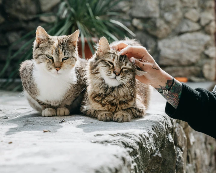 a person petting two cats on a stone wall, trending on pexels, manicured, sitting on a table, cute faces, whiskers hq