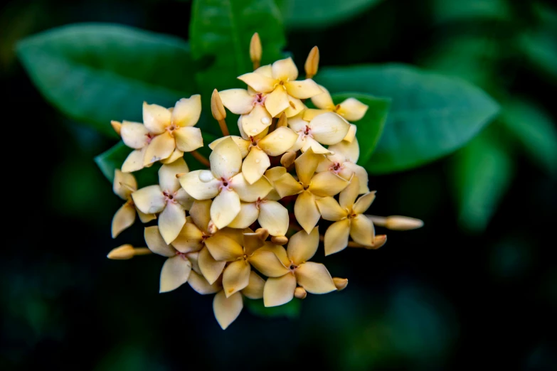 a close up of a bunch of yellow flowers, unsplash, hurufiyya, laos, vanilla, fan favorite, albino dwarf