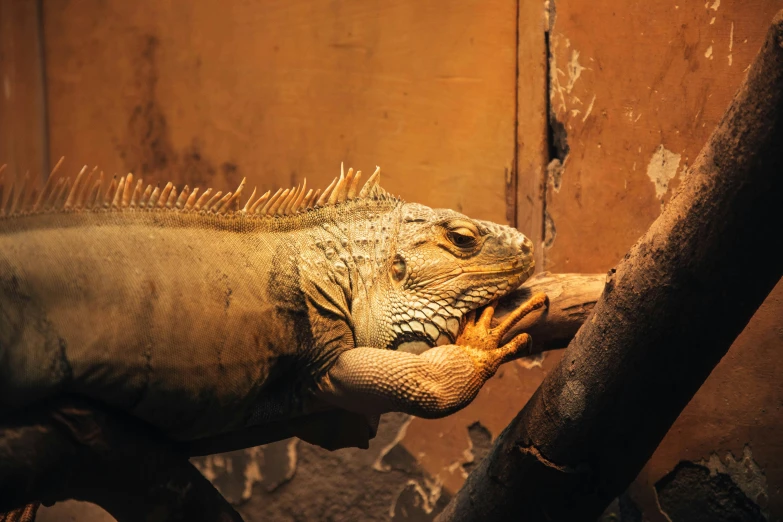 a close up of a lizard on a tree branch, pexels contest winner, giant dragon resting in a cave, warm coloured, iguana, a wooden