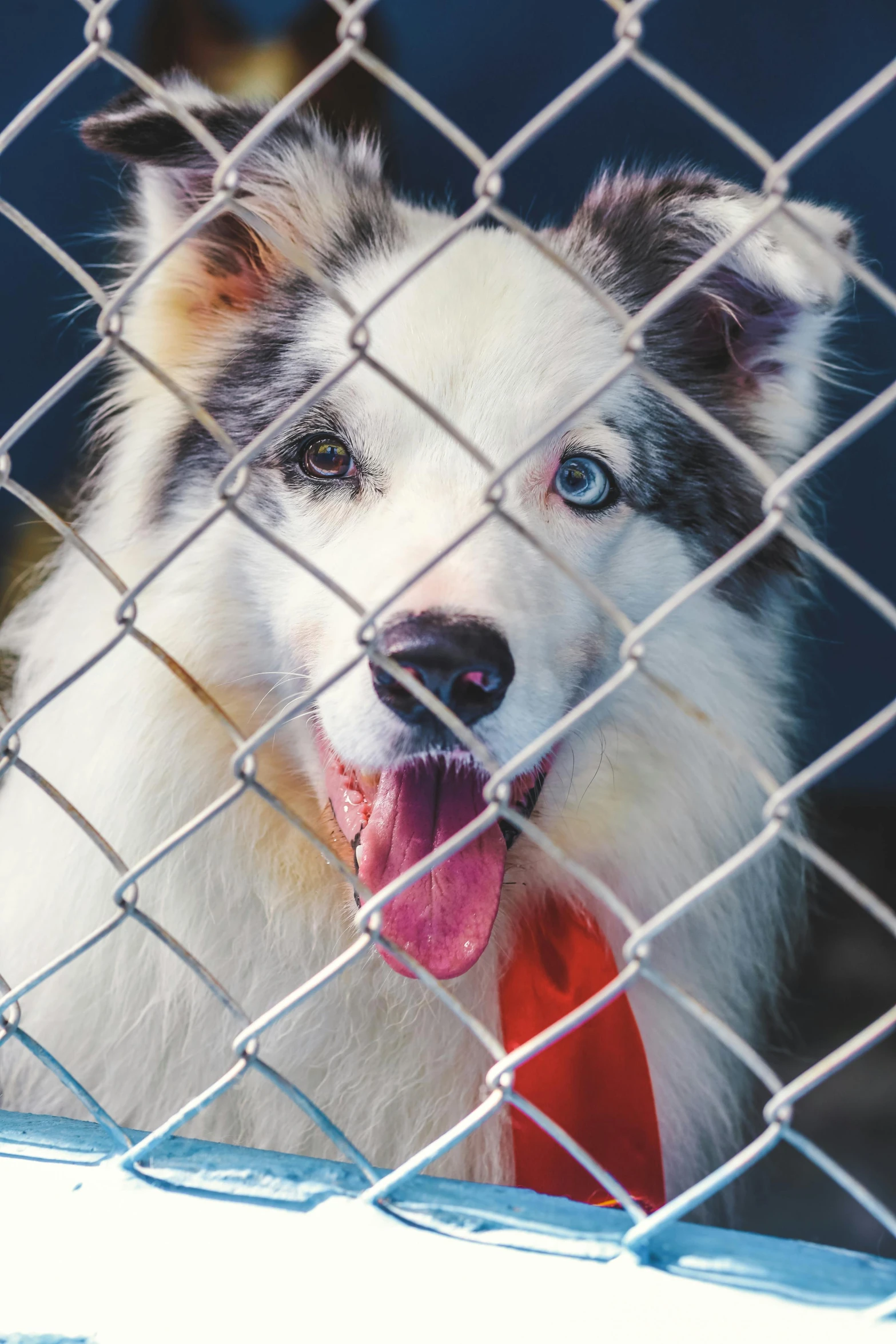 a close up of a dog behind a chain link fence, a portrait, shutterstock contest winner, with blue fur and blue eyes, a full-color airbrushed, photo taken on fujifilm superia, husky