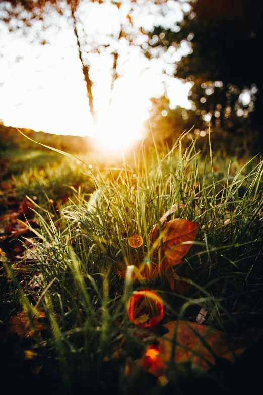 the sun is shining through the trees and grass, unsplash, sunset with falling leaves, grass and weeds, high quality image”, grass. kodak