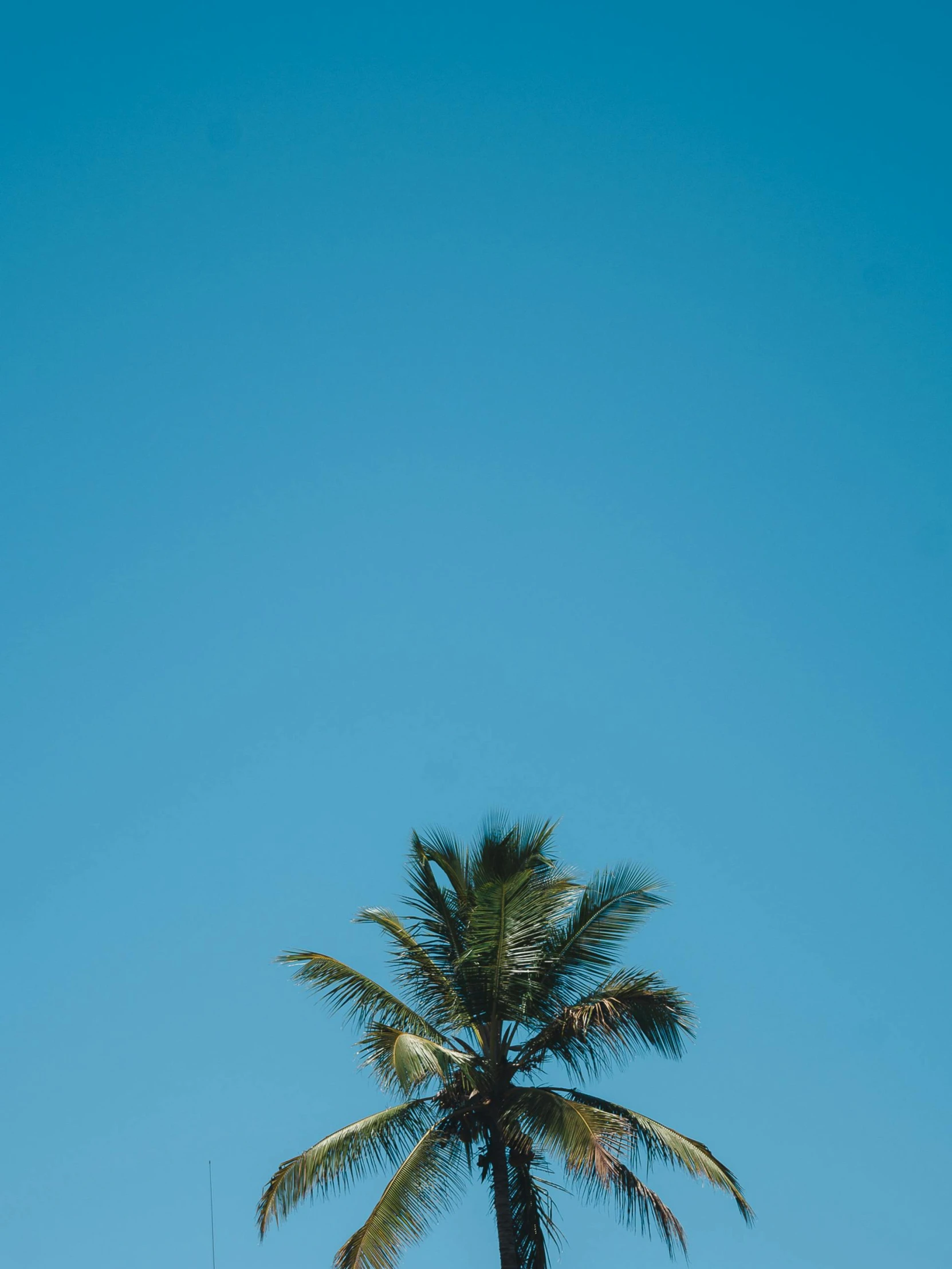 a palm tree in front of a blue sky, trending on unsplash, postminimalism, low quality photo, multiple stories, portait photo