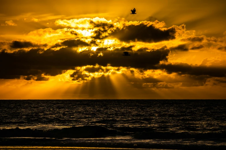 a bird flying over the ocean at sunset, by Jesper Knudsen, pexels contest winner, romanticism, shades of yellow, sun after a storm, halogen, gold
